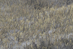 Bergerocactus emoryi