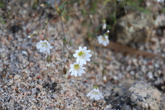 Dichodon cerastoides