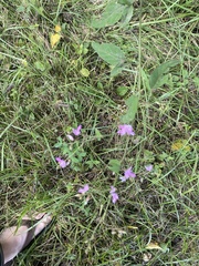Desmodium perplexum