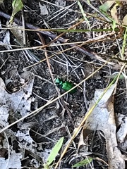 Cicindela sexguttata