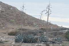 Agave americana