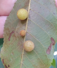 Caryomyia