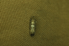 Acrolepiopsis assectella