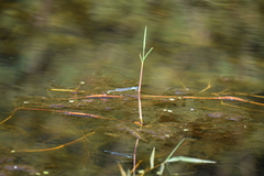 Erythromma lindenii