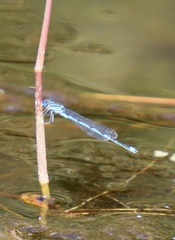 Erythromma lindenii