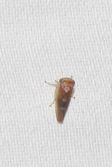 Populicerus