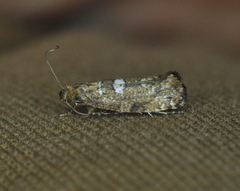 Acrolepiopsis assectella