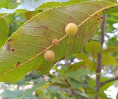 Caryomyia