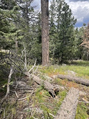 Agastache breviflora