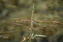 Erythromma lindenii