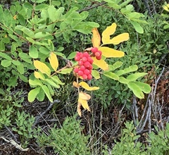 Sorbus sitchensis