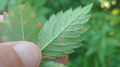 Quasipucciniastrum ochraceum