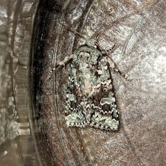 Lacinipolia
