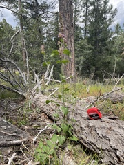Agastache breviflora