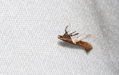 Caloptilia stigmatella