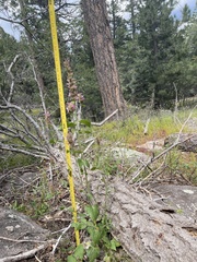 Agastache breviflora