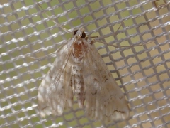 Elophila icciusalis