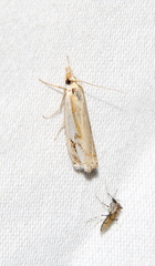 Crambus agitatellus
