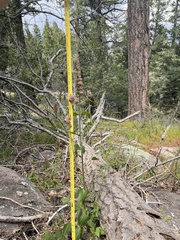Agastache breviflora