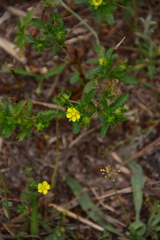 Potentilla