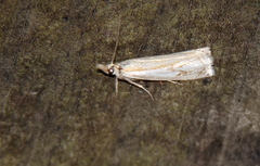 Crambus agitatellus