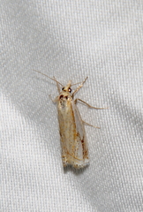 Crambus agitatellus