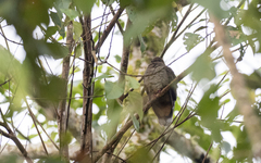 Phapitreron brunneiceps