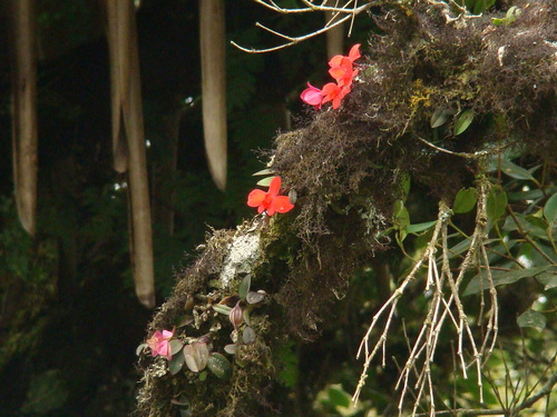 Cattleya mantiqueirae, photograph 5