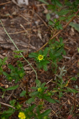 Potentilla