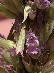 Agastache breviflora