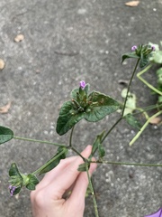 Elephantopus tomentosus