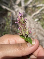 Agastache breviflora