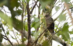 Phapitreron brunneiceps