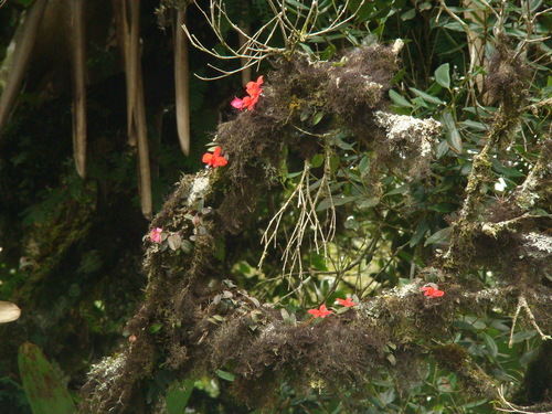 Cattleya mantiqueirae, photograph 6