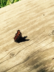 Polygonia faunus
