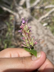 Agastache breviflora