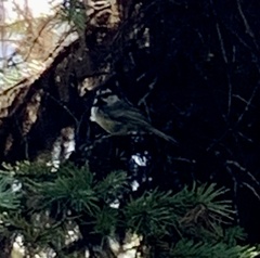 Poecile gambeli