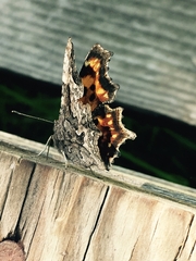 Polygonia faunus