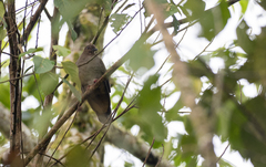 Phapitreron brunneiceps