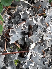 Peltigera canina