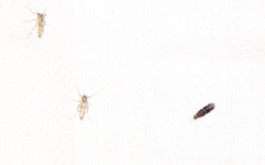 Hydroptilidae