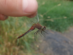 Sympetrum obtrusum