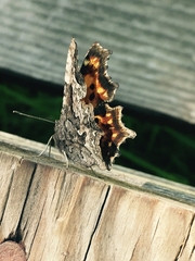 Polygonia faunus