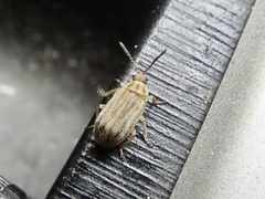 Ophraella communa