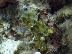 Taenianotus triacanthus