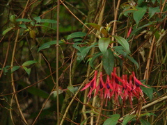 Fuchsia regia