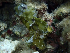 Taenianotus triacanthus