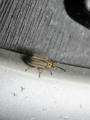 Ophraella communa