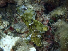 Taenianotus triacanthus