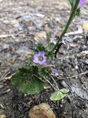 Malva